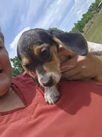 Chigger, a male Beagle for sale in Blenheim, SC – 2 of 5