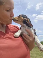 Chigger, a male Beagle for sale in Blenheim, SC – 4 of 5