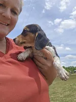 Chigger, a male Beagle for sale in Blenheim, SC – 5 of 5