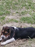 Chigger, a male Beagle for sale in Blenheim, SC – 3 of 5