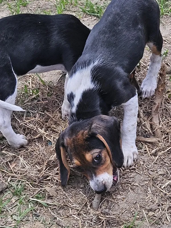 Chigger, a male Beagle for sale in Blenheim, SC – 1 of 5