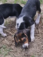 Chigger, a male Beagle for sale in Blenheim, SC – 1 of 5