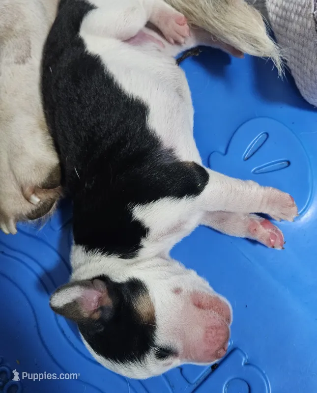 Snoopy – Beagle puppy for sale in Blenheim, SC