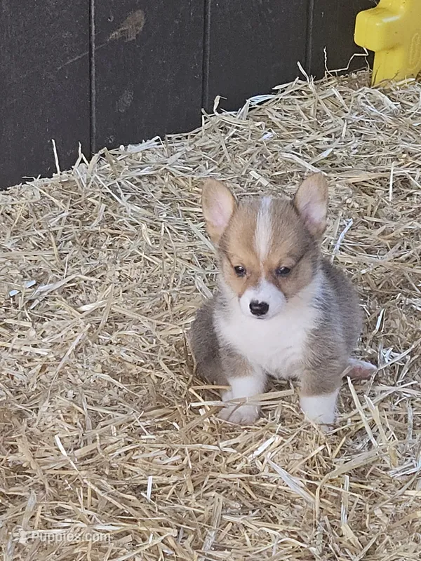Sunny – Pembroke Welsh Corgi puppy for sale in Blenheim, SC