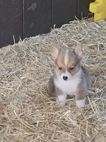 Sunny, a female Pembroke Welsh Corgi for sale in Blenheim, SC – 1 of 5
