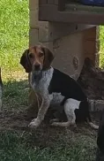 Milo – Beagle puppy for sale in Blenheim, SC