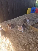 Jellybean, a female Pembroke Welsh Corgi for sale in Blenheim, SC – 4 of 4