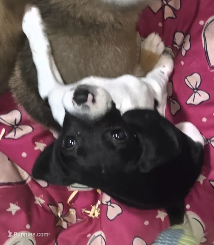 Abby – Beagle puppy for sale in Blenheim, SC