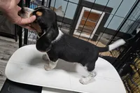 Barney, a male Beagle for sale in Blenheim, SC – 3 of 4