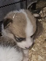 Eggy, a female Pembroke Welsh Corgi for sale in Blenheim, SC – 2 of 5