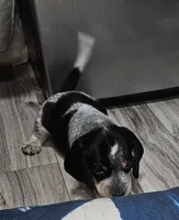 Pepper , a male Beagle for sale in Blenheim, SC – 2 of 4