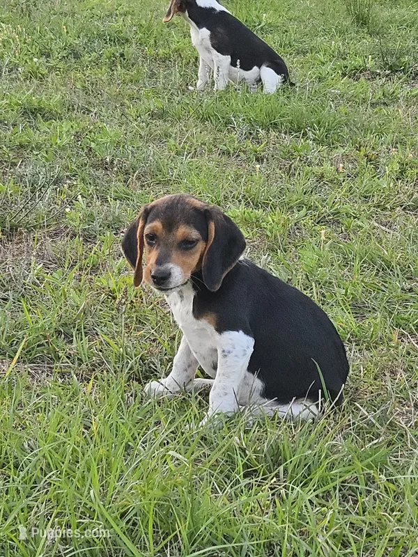 Bugs – Beagle puppy for sale in Blenheim, SC