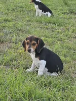 Bugs, a male Beagle for sale in Blenheim, SC – 1 of 1