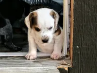 Moo, a male Beagle for sale in Blenheim, SC – 3 of 8