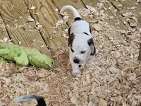 Moo, a male Beagle for sale in Blenheim, SC – 6 of 8