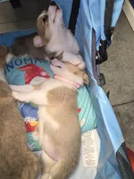 Maple, a female Pembroke Welsh Corgi for sale in Blenheim, SC – 5 of 6