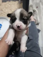 Waffles, a male Pembroke Welsh Corgi for sale in Blenheim, SC – 2 of 4