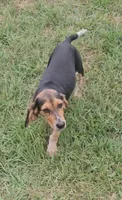 Dink, a male Beagle for sale in Blenheim, SC – 2 of 3