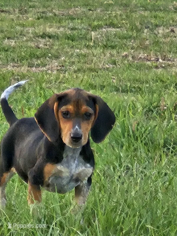 Nat – Beagle puppy for sale in Blenheim, SC