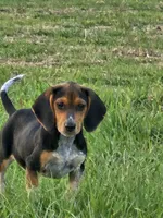 Nat, a male Beagle for sale in Blenheim, SC – 1 of 3