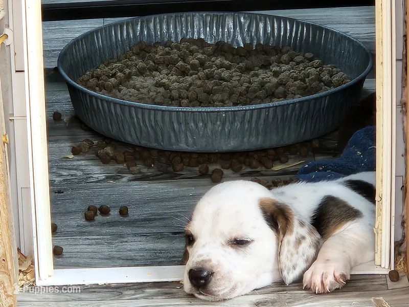 Moo – Beagle puppy for sale in Blenheim, SC