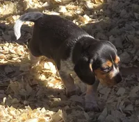 Birdie, a female Beagle for sale in Blenheim, SC – 2 of 4