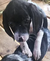 Abby, a female Beagle for sale in Blenheim, SC – 4 of 6