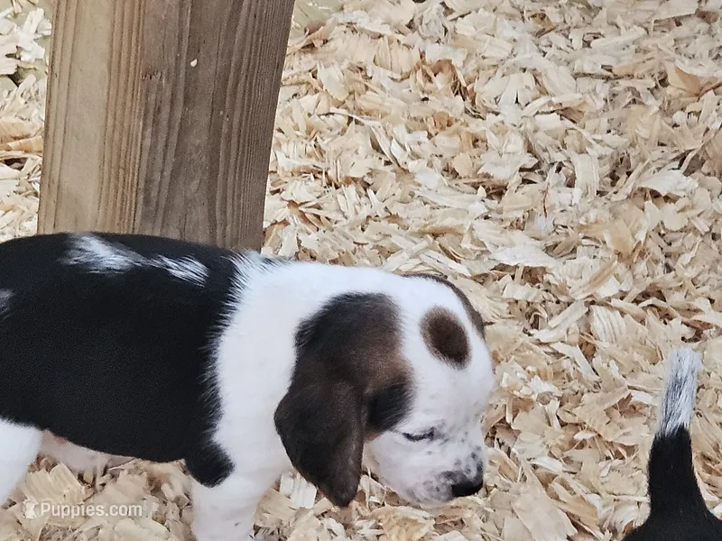Snoopy – Beagle puppy for sale in Blenheim, SC