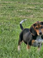 Nat, a male Beagle for sale in Blenheim, SC – 3 of 3