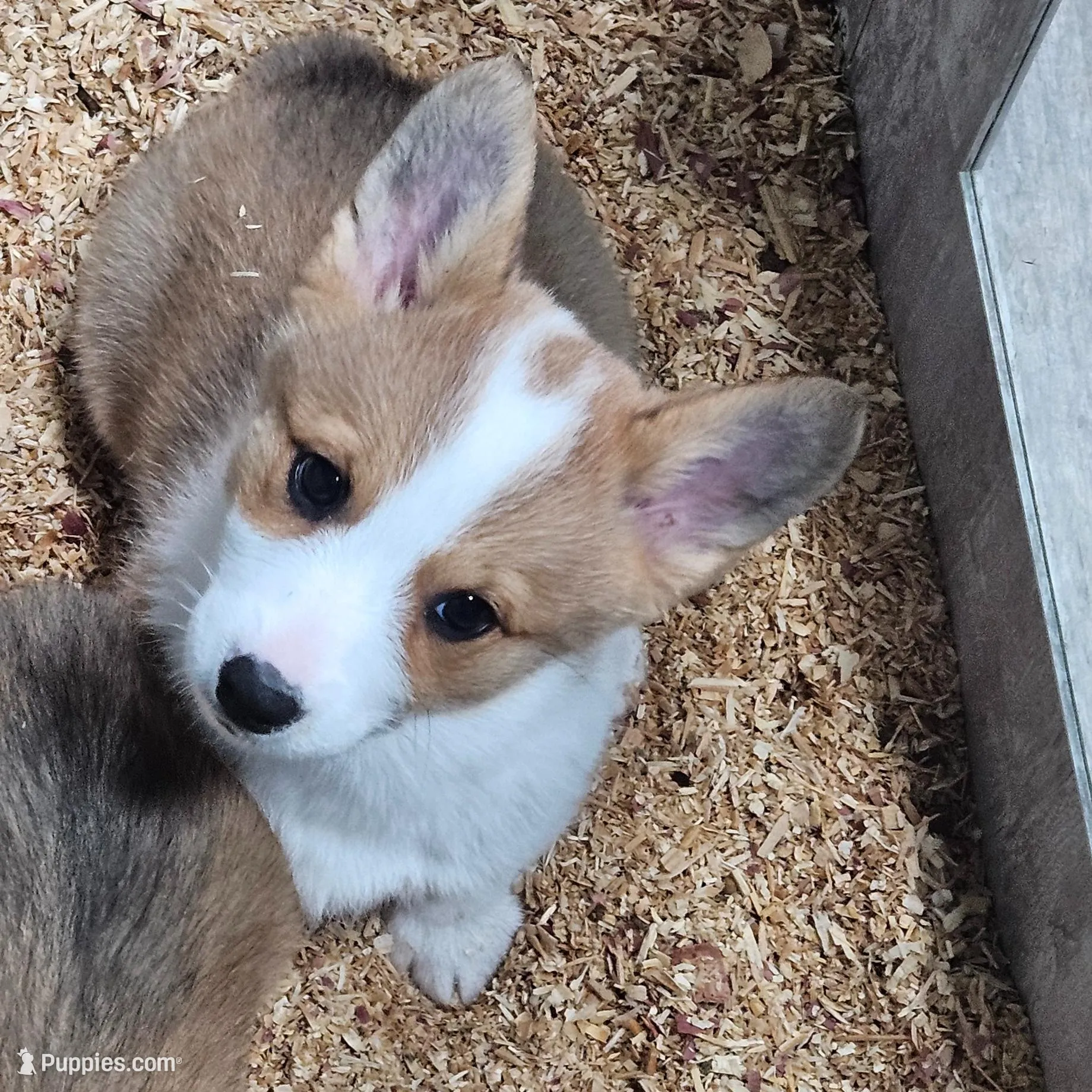 Gabby, a female Pembroke Welsh Corgi for sale in Blenheim, SC – Photo 4 of 4
