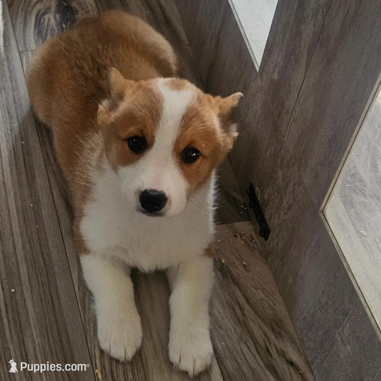 Gabby, a female Pembroke Welsh Corgi for sale in Blenheim, SC – Photo 2 of 4