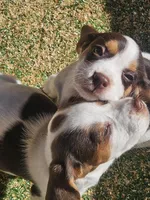 Suade, a female Beagle for sale in Blenheim, SC – Photo 4 of 5