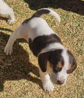 Suade, a female Beagle for sale in Blenheim, SC – Photo 3 of 5