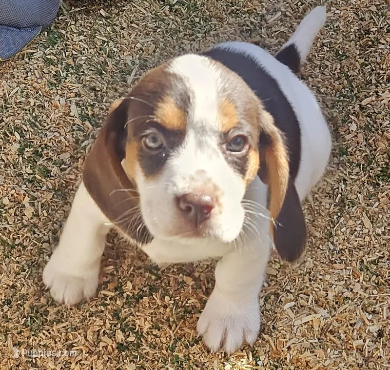 Suade – Beagle puppy for sale in Blenheim, SC