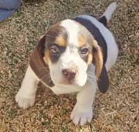 Suade, a female Beagle for sale in Blenheim, SC – Photo 1 of 5