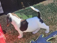 Suade, a female Beagle for sale in Blenheim, SC – Photo 5 of 5