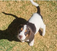Suade, a female Beagle for sale in Blenheim, SC – Photo 2 of 5