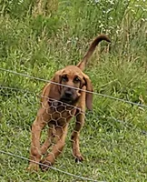 Cletus, a male Bloodhound for sale in Blenheim, SC – 4 of 4