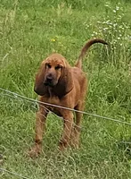 Cletus, a male Bloodhound for sale in Blenheim, SC – 2 of 4