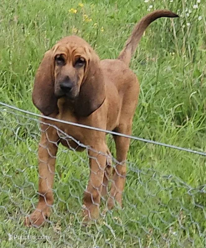 Cletus – Bloodhound puppy for sale in Blenheim, SC