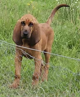 Cletus, a male Bloodhound for sale in Blenheim, SC – 1 of 4
