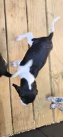 Abby, a female Beagle for sale in Blenheim, SC – 5 of 6