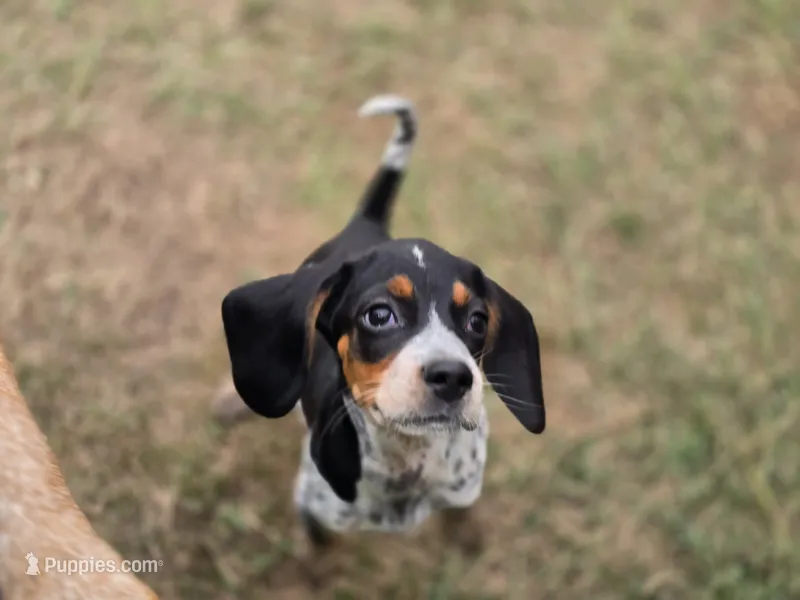 Lenny – Beagle puppy for sale in Blenheim, SC