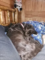 Saidie, a female Boykin Spaniel for sale in Blenheim, SC – Photo 2 of 2