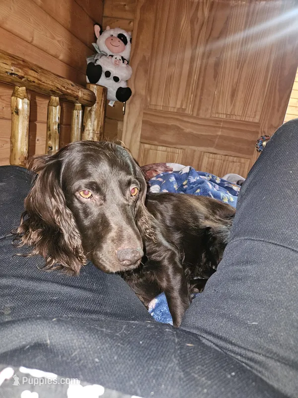 Saidie, a female Boykin Spaniel for sale in Blenheim, SC – Photo 1 of 2