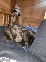 Saidie, a female Boykin Spaniel for sale in Blenheim, SC – Photo 1 of 2