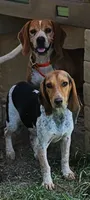Milo, a male Beagle for sale in Blenheim, SC – 4 of 4