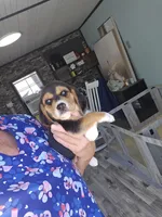 Waffles, a male Beagle for sale in Blenheim, SC – Photo 1 of 5