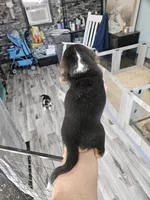 Waffles, a male Beagle for sale in Blenheim, SC – Photo 2 of 5