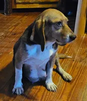Waffles, a male Beagle for sale in Blenheim, SC – Photo 4 of 5